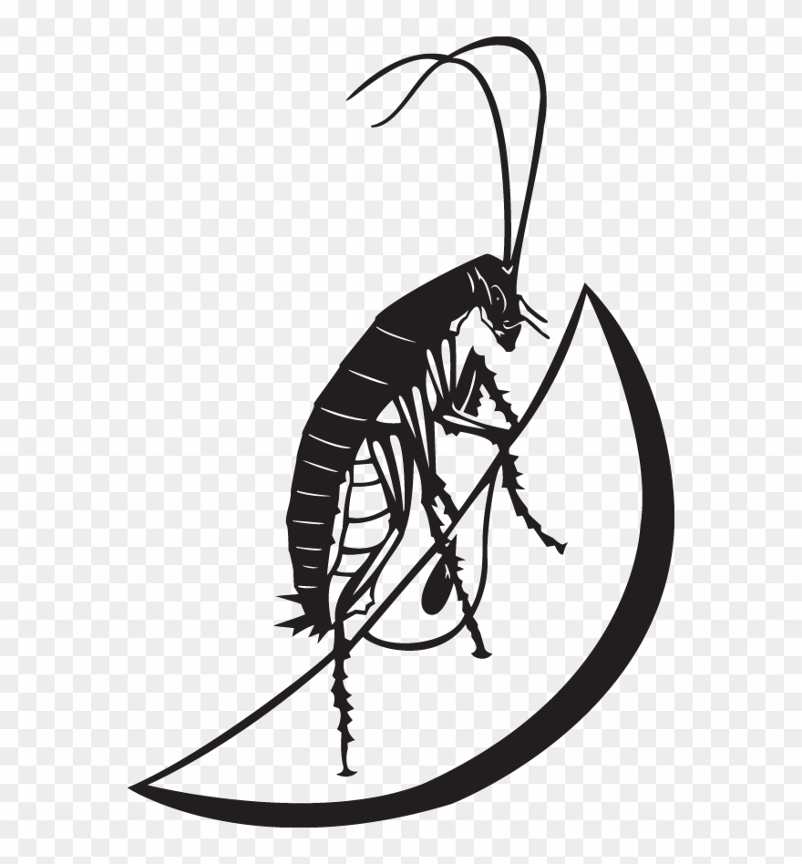 Clip Art Insect Photography - Illustration - Png Download