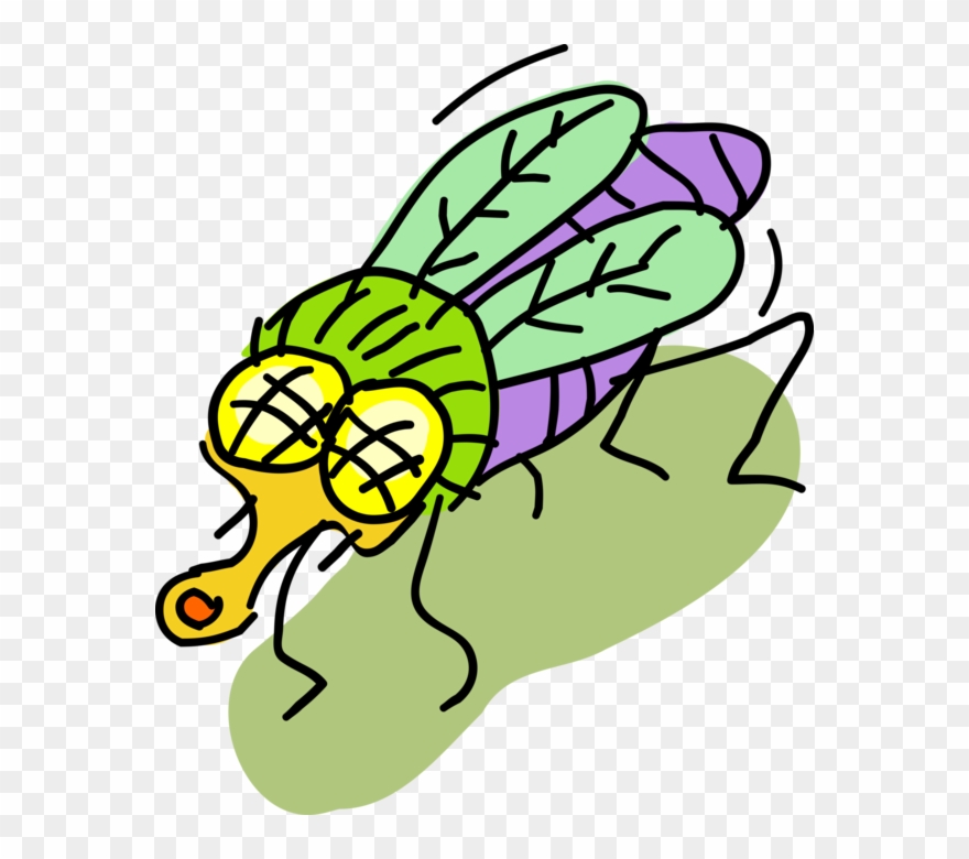 Vector Illustration Of Colorful Housefly Insect Fly Clipart