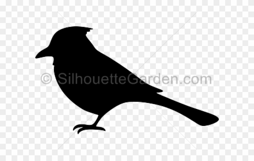 Blue Jay Clipart Transparent - Silhouette Of A Blue Jay - Png Download