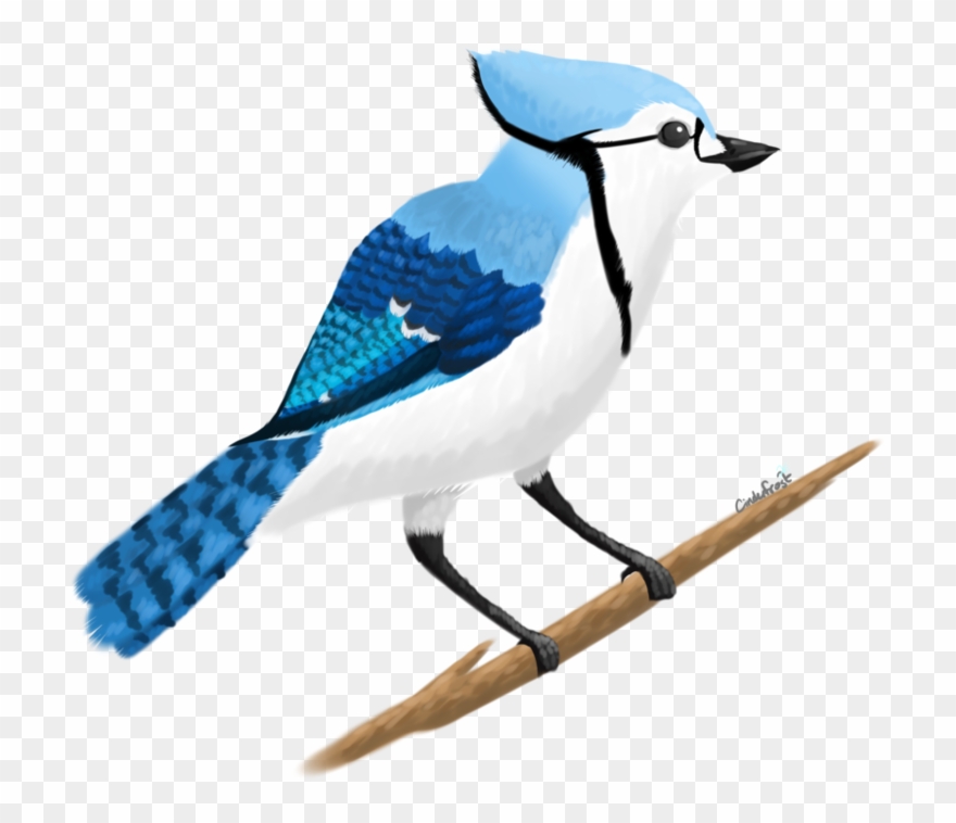 999 X 799 5 - Blue Jay Clipart