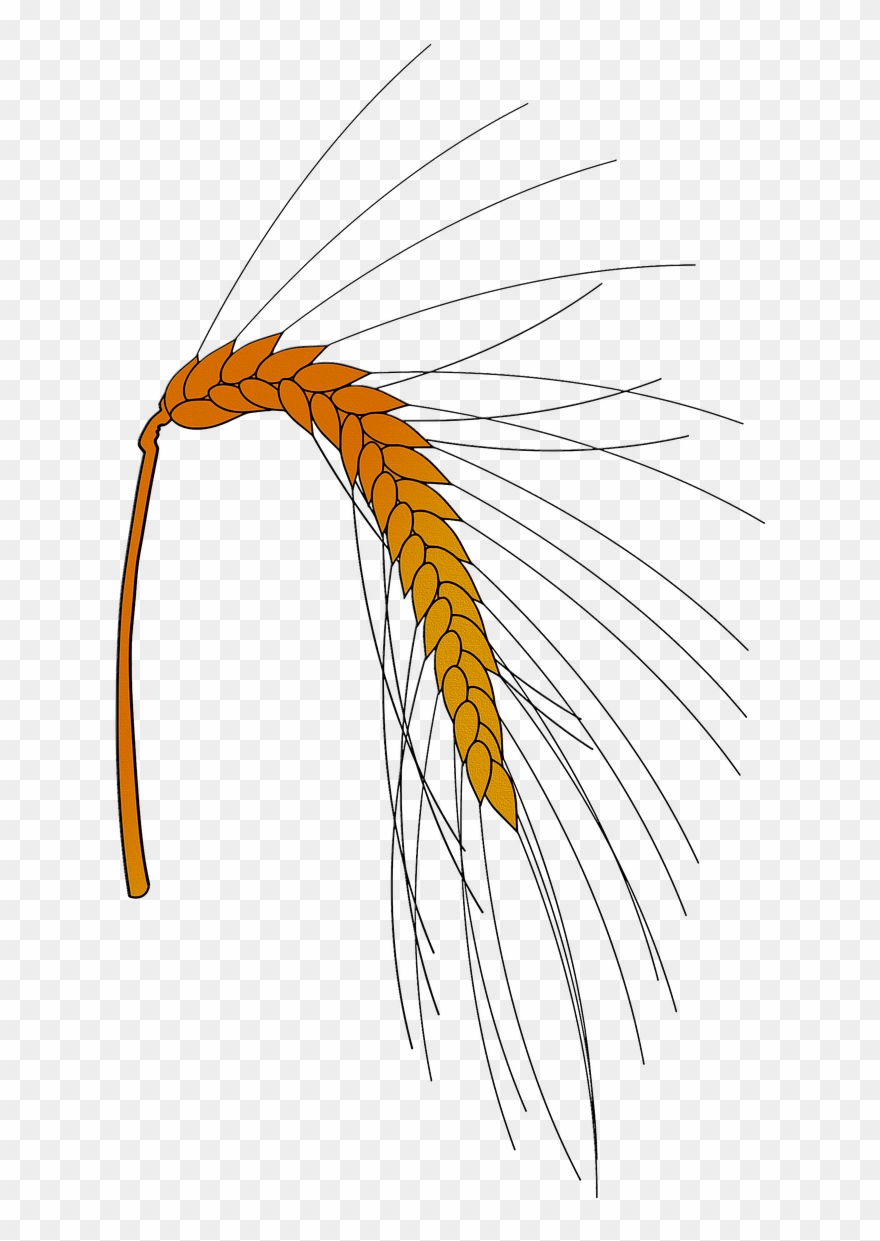 Pictures, Free Photos, - Drawing Clipart