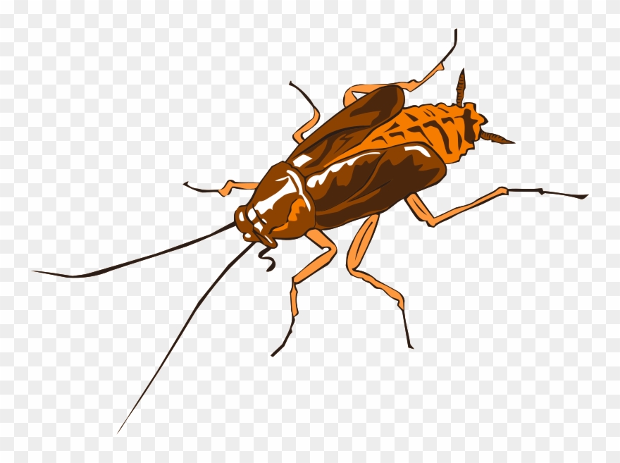 Medium Image - Cockroach Clipart