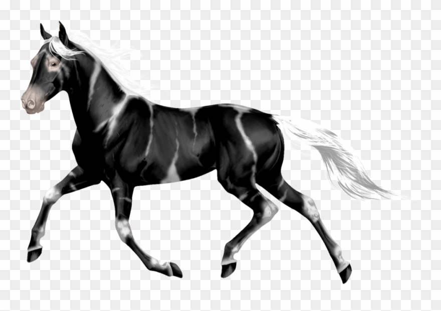 1024 X 698 11 - Stallion Clipart