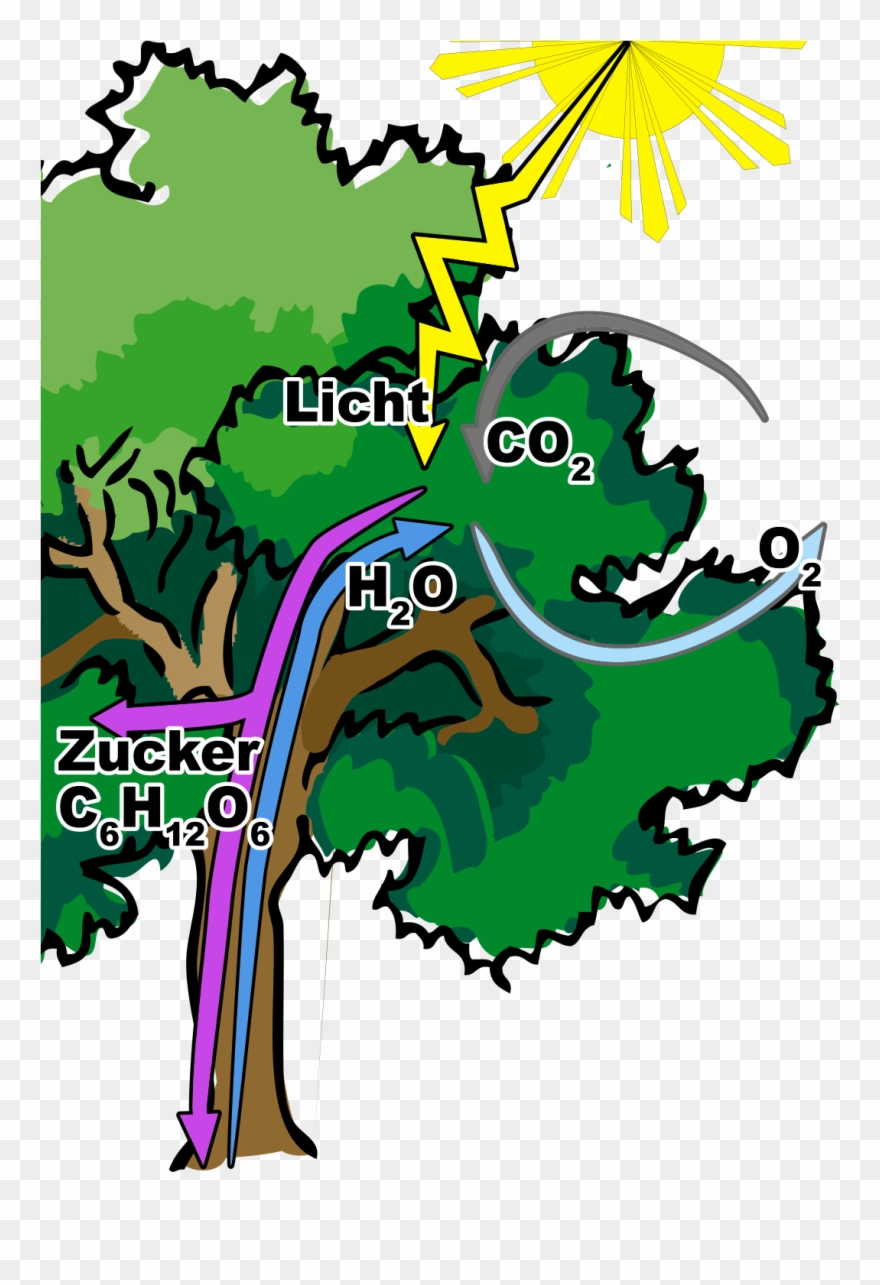 Open - Oak Trees Clip Art - Png Download