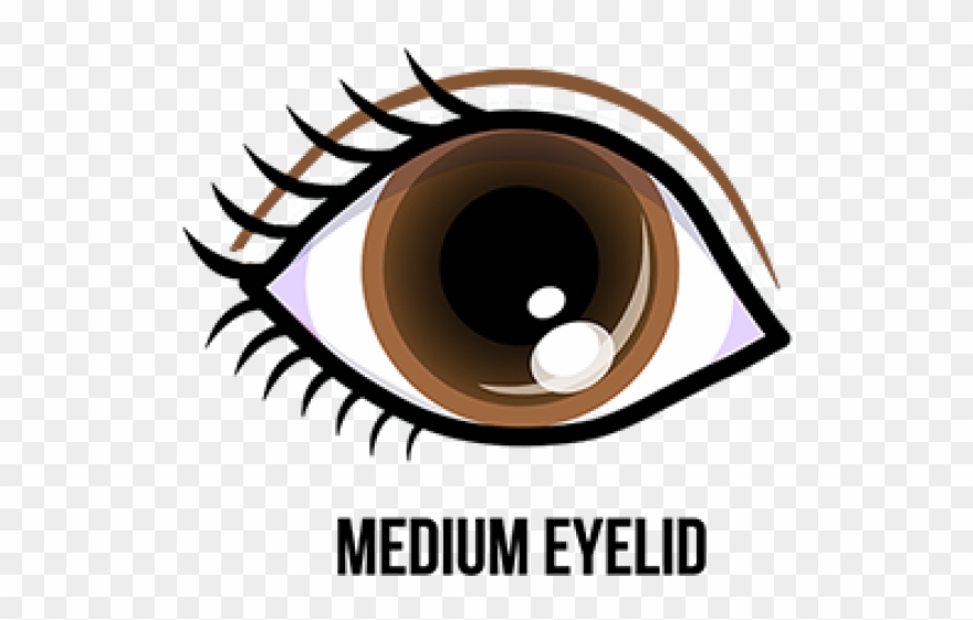 Eyelash Clipart Eye Lid - Cartoon Brown Eyes - Png Download