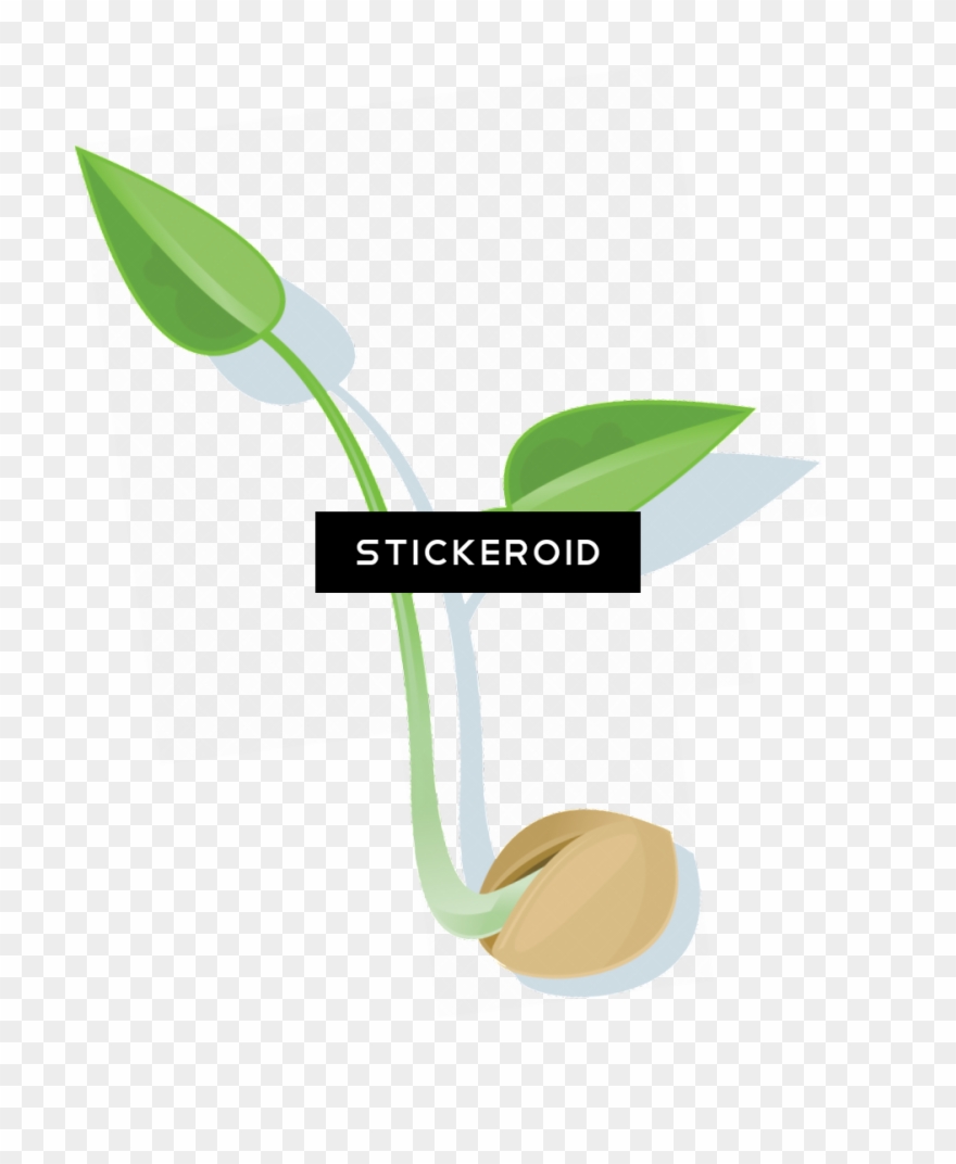 Seed - Graphic Design Clipart