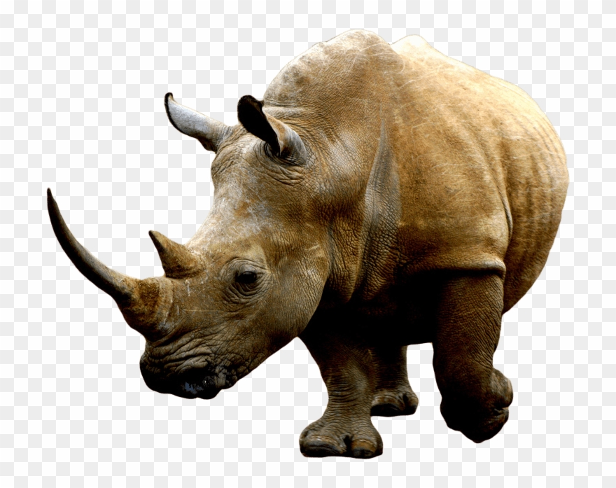 Brown Rhino - Rhino Png Clipart