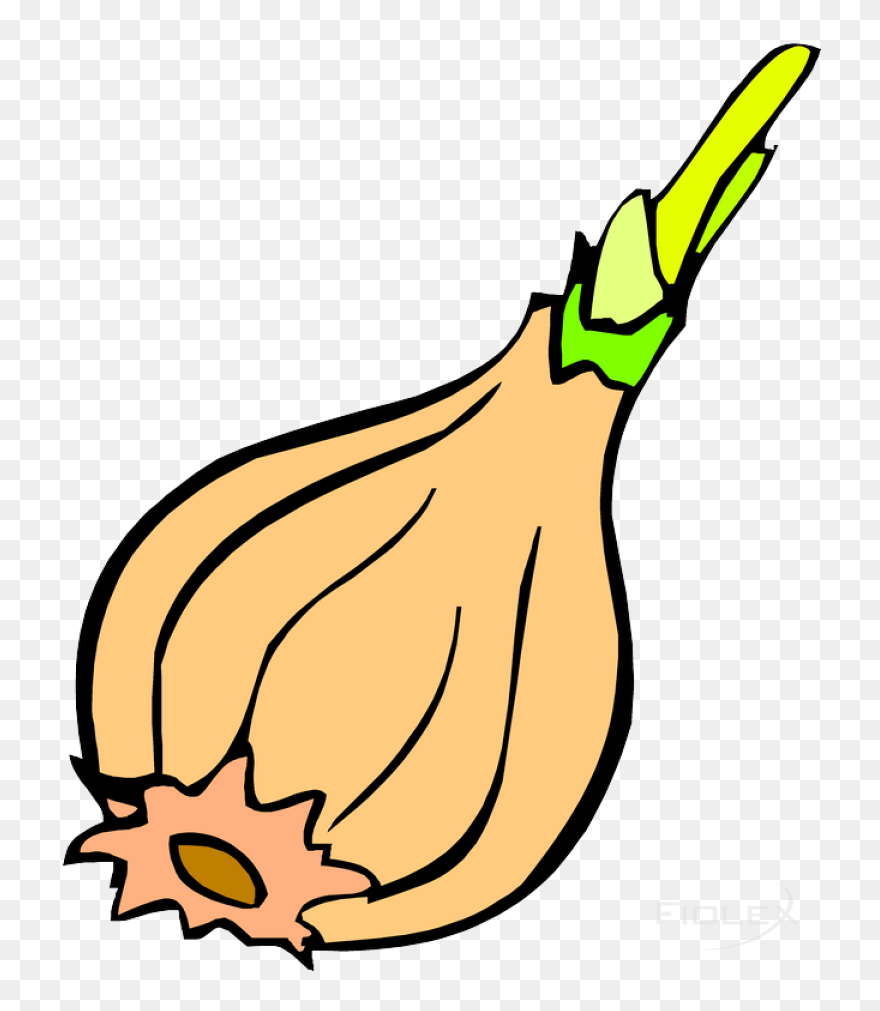 Zwibel - Vegetable Clipart