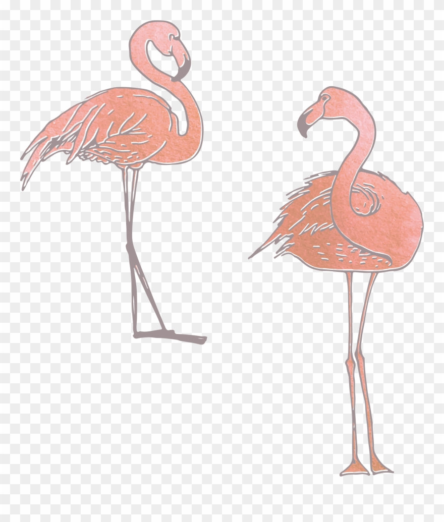 Collection Of Free Flamingo Vector Skeleton - Greater Flamingo Clipart