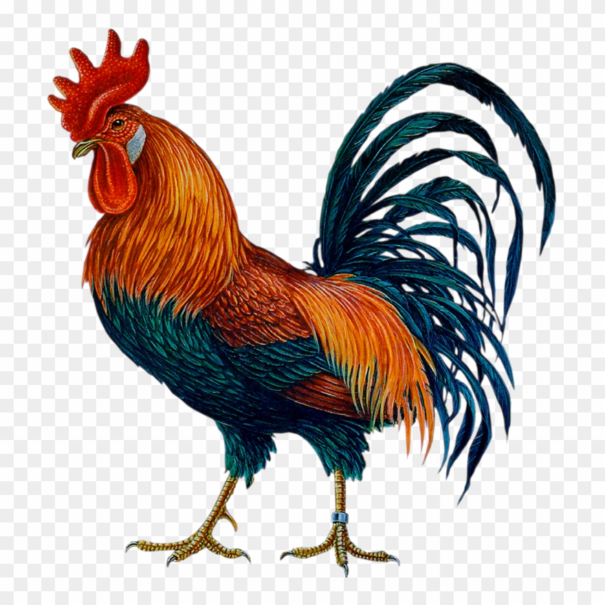 Cock Png Clipart