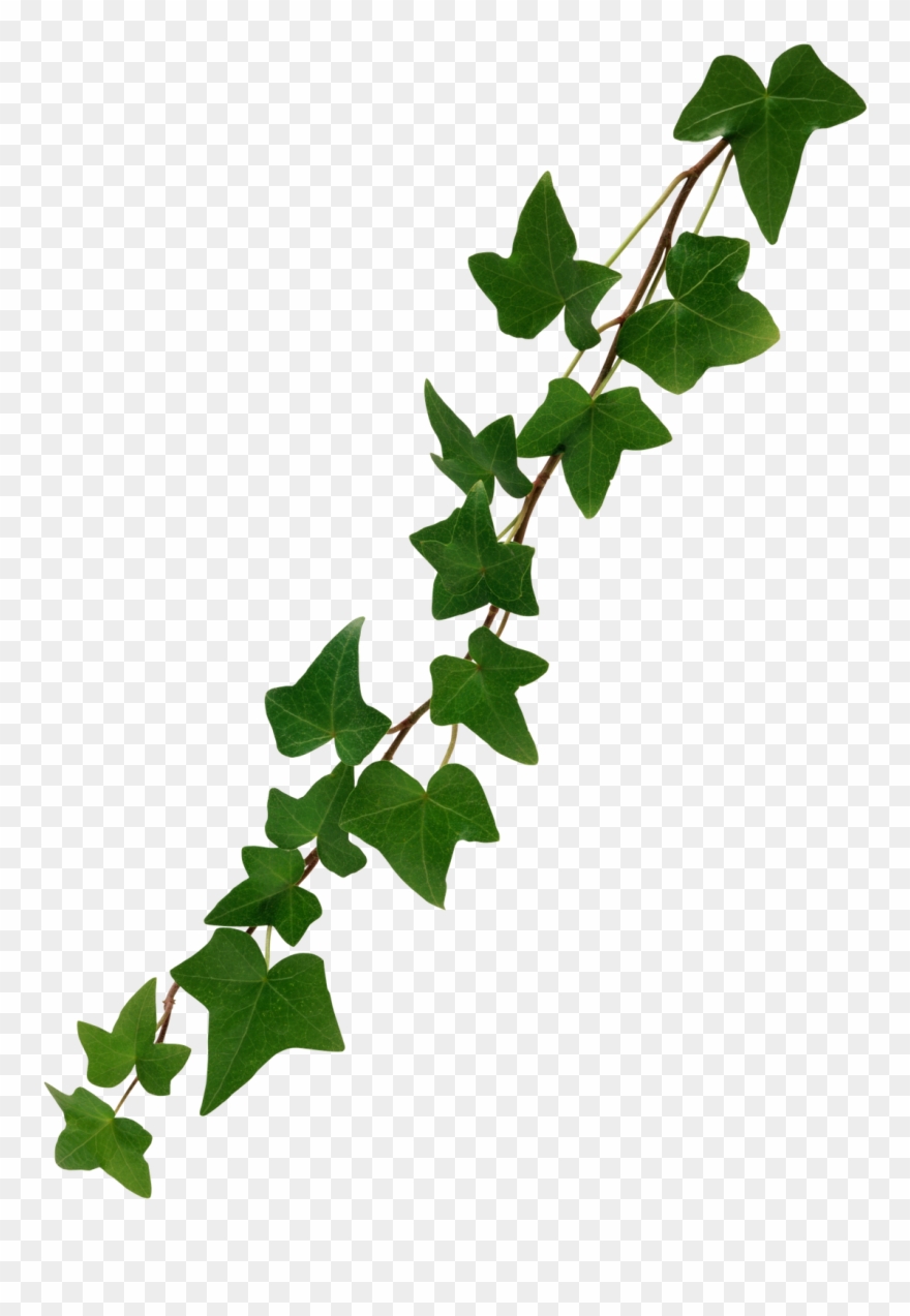 Ivy Leaf Png Clipart