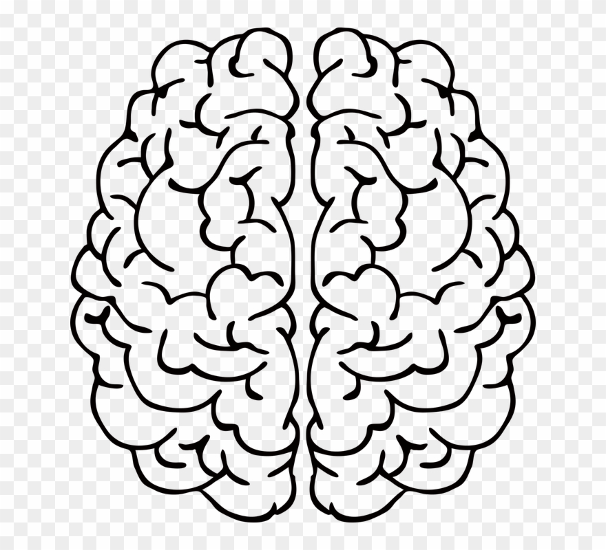 A, I, Ai, Anatomy, Artificial Intelligence, Biology - Brain Line Drawing Png Clipart
