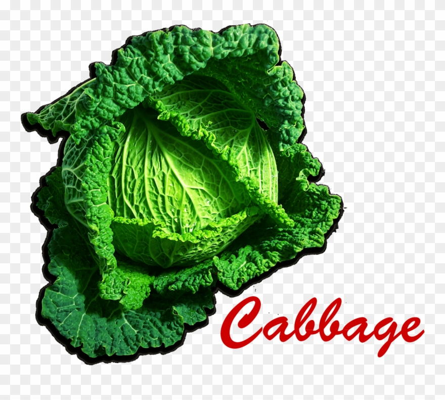 Cabbage Png Picture - Colegio Colbachini Clipart