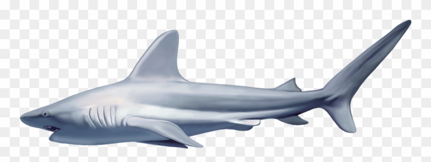 Shark Cartoon Five - Realistic Shark Png Clipart