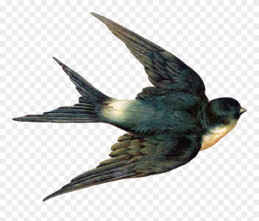 Vintage Swallows Bird Clipart