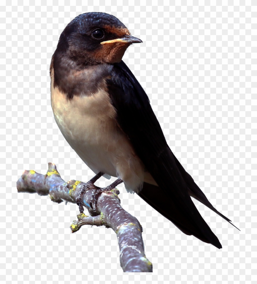 Download Barn Swallow Png Clipart - Swallow Png Transparent Png