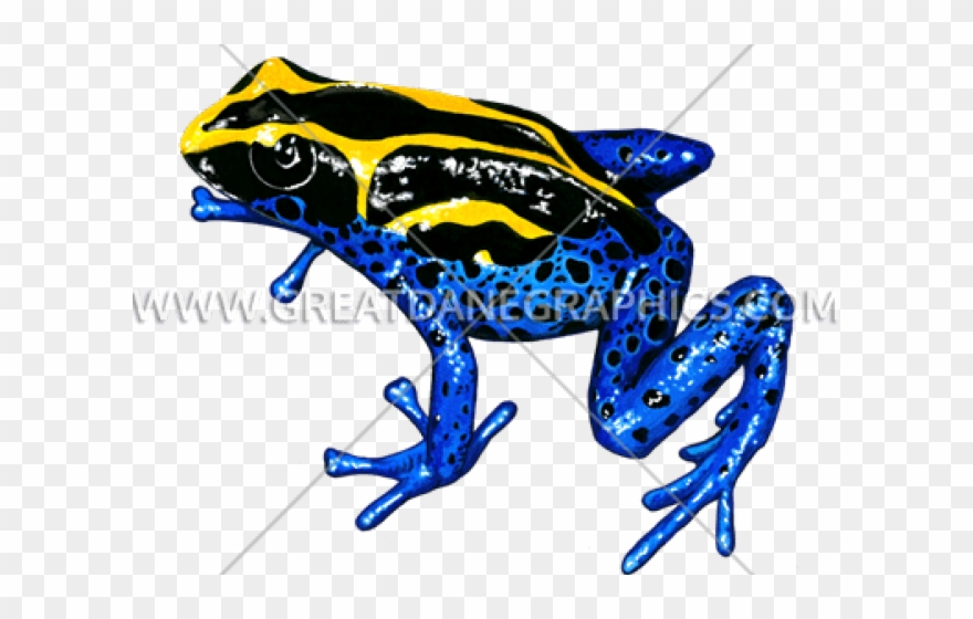 Poison Dart Frog Clipart Dot - Yellow And Blue Frog - Png Download