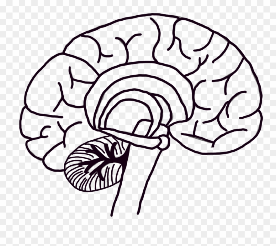 Cerebellum - Line Art Clipart