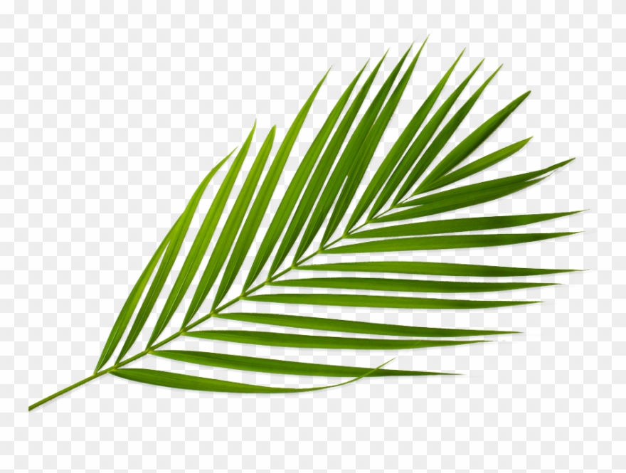 Our Straws - Sabal Minor Clipart