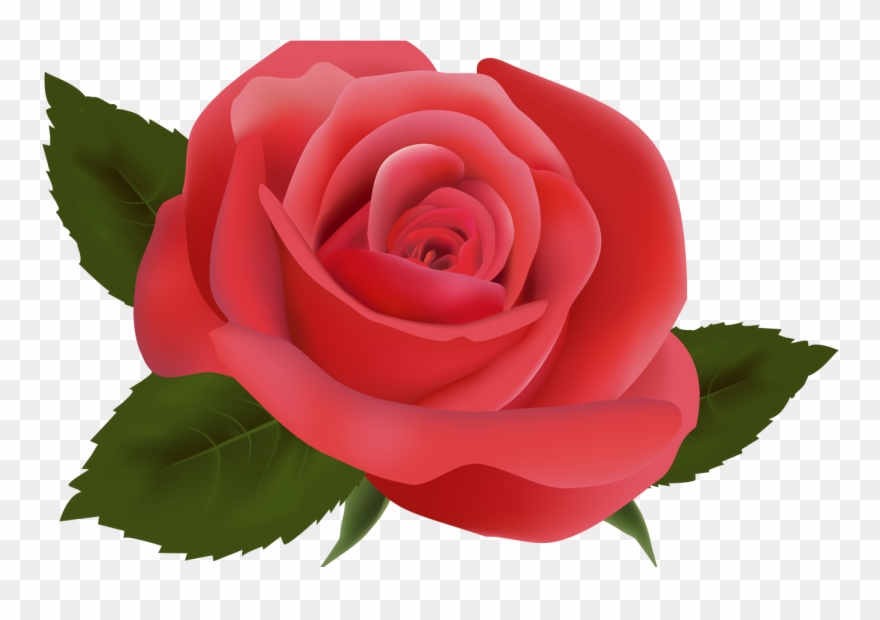 Red Rose Png Image Clipart Deseos De Migdalia Pinterest - Flores Fucsias Png Transparent Png