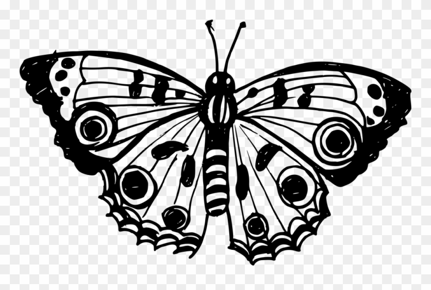 2424 × 1522 Px - Aglais Io Clipart