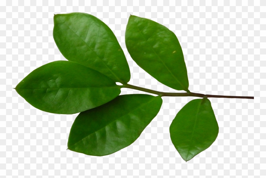 Imagen De La Hoja De Chil Clipart