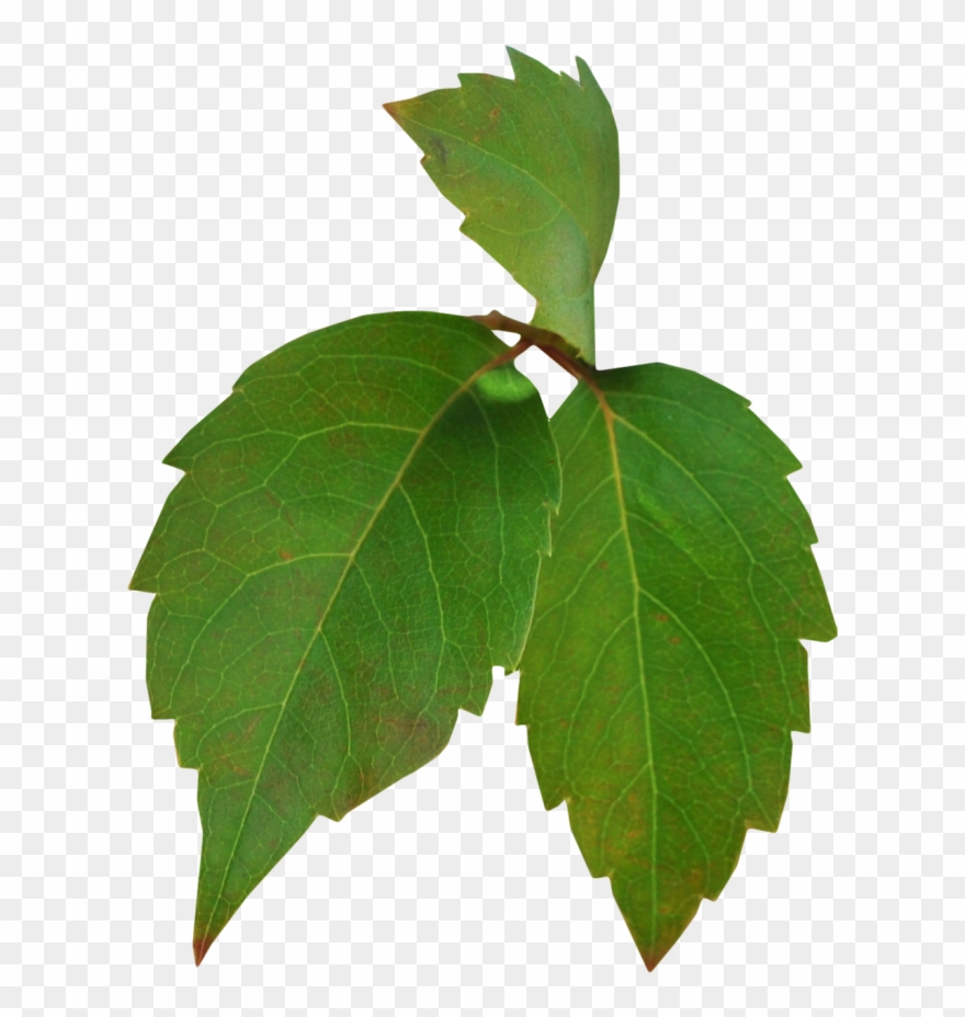 Pin By Call Me Fred On Free Download - Canoe Birch Clipart