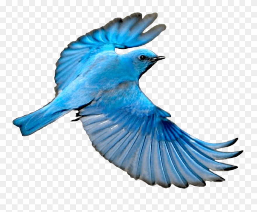 Download Free Png Download Flying Mountain Blue Bird Png Images