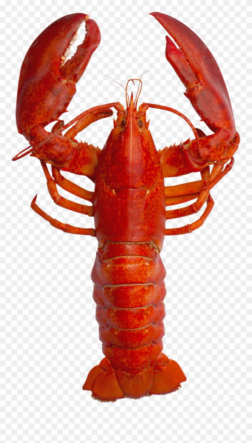 Andy Warhol Lobster Pop Art , Png Download Clipart