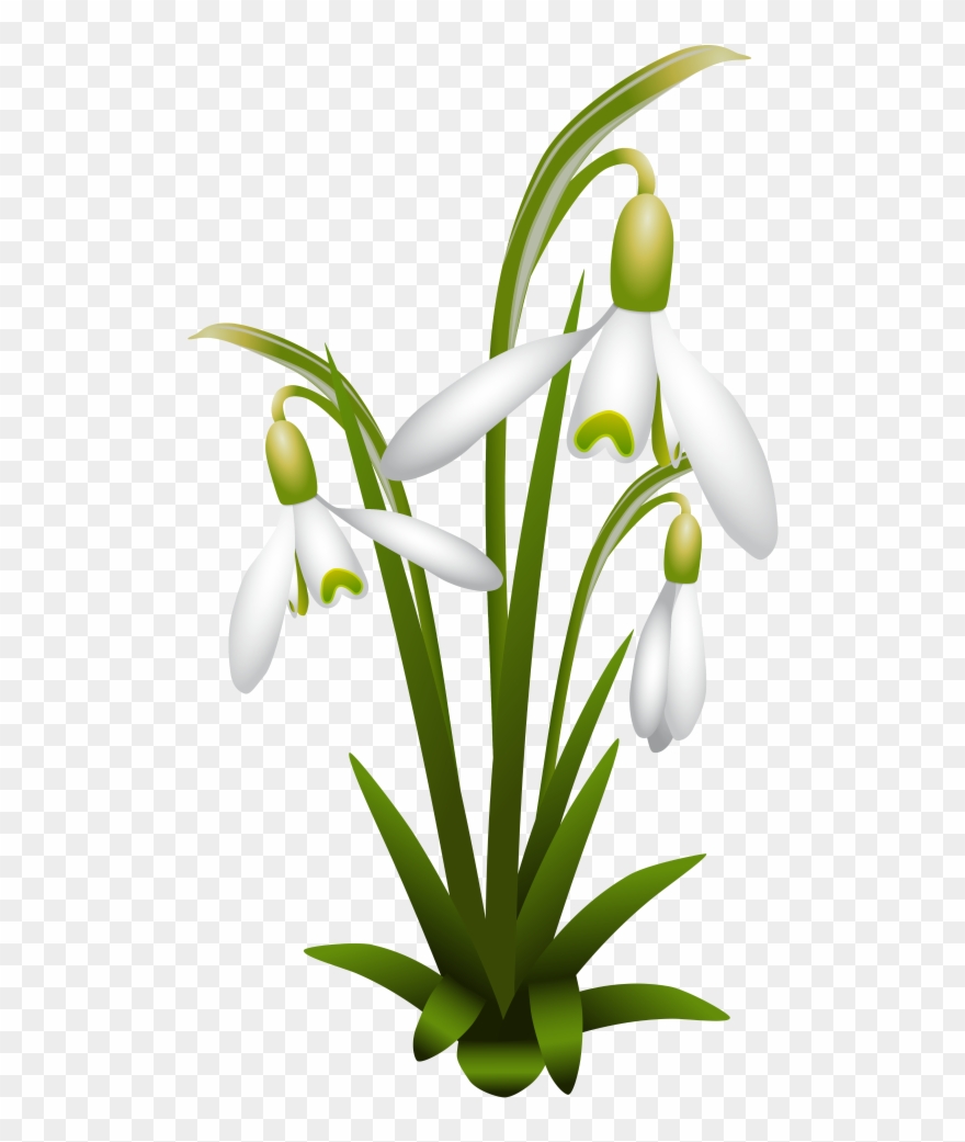 0 130c91 3e4bb274 Orig - Flower Clipart