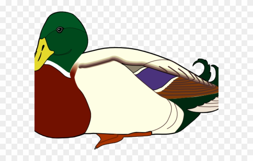 Mandarin Duck Clipart Nurse - Farm Duck Clipart - Png Download