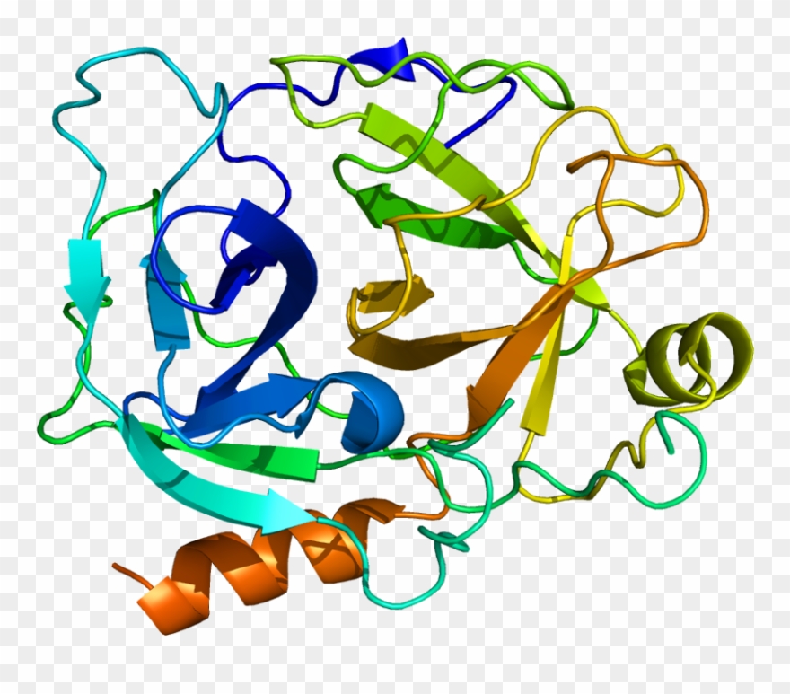 Human Kallikrein 2 Clipart