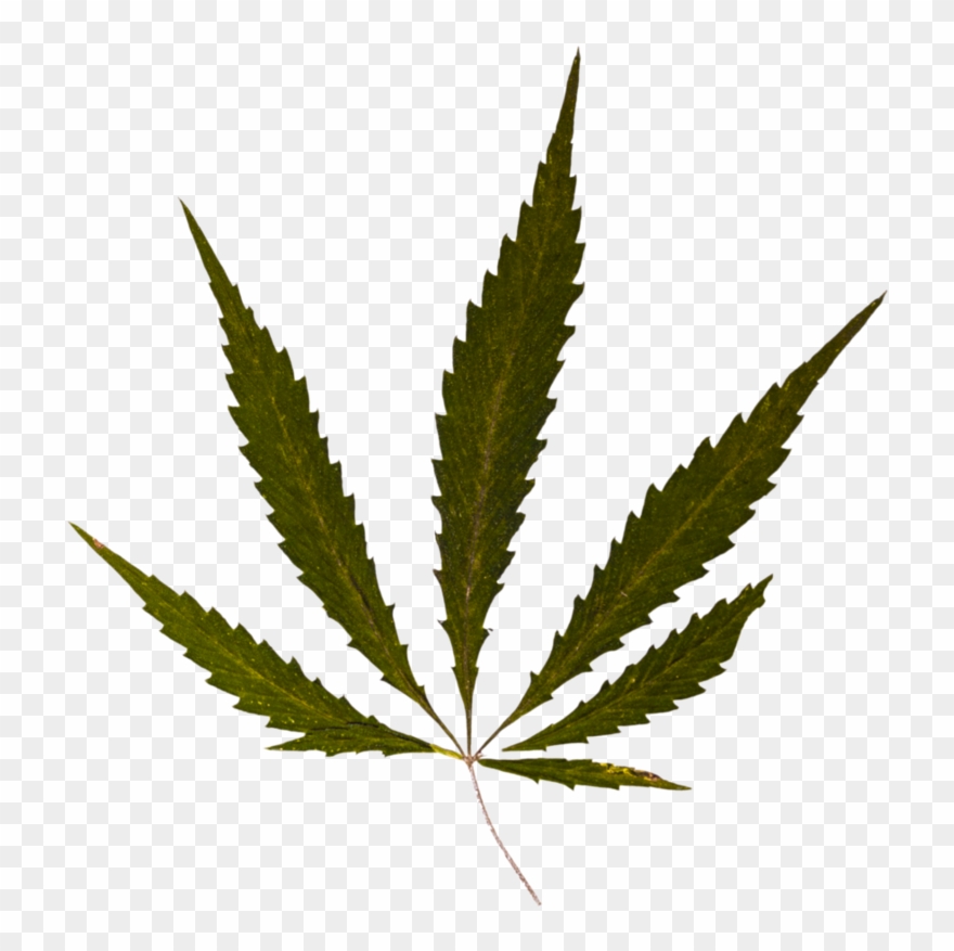 Weed Psd By Barlogpl - Cannabis Clipart