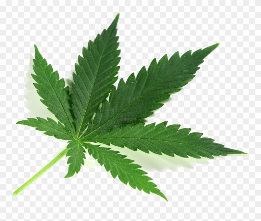 100% Legal, Thc Free & Cbd Free Clipart