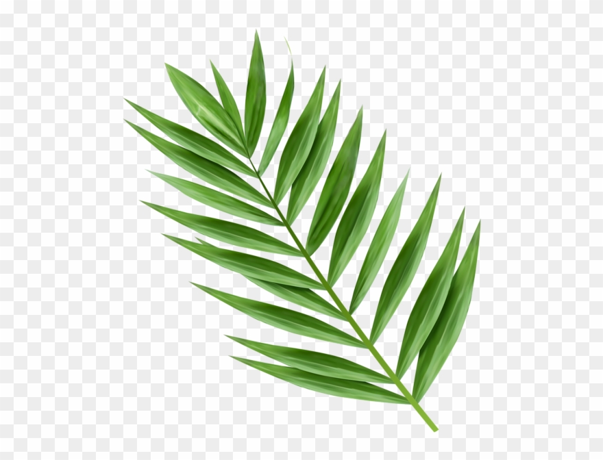 Hosanna Palm Branch Images - Palm Tree Branch Png Clipart