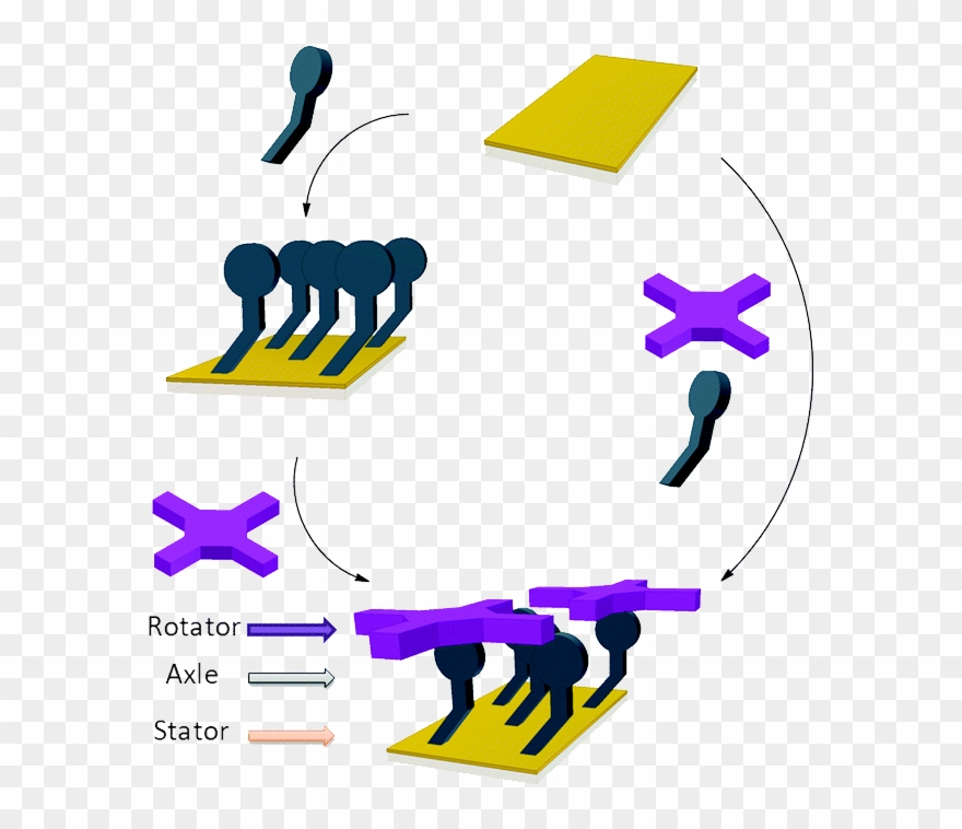 Bottom Up Assembly Of A Surface Anchored Supramolecular Clipart
