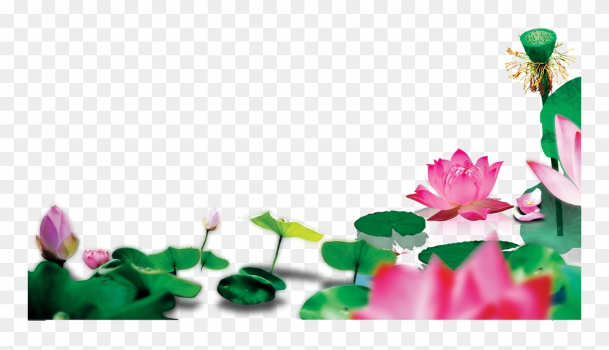 Lotus Clipart Lotus Pond - Sacred Lotus - Png Download