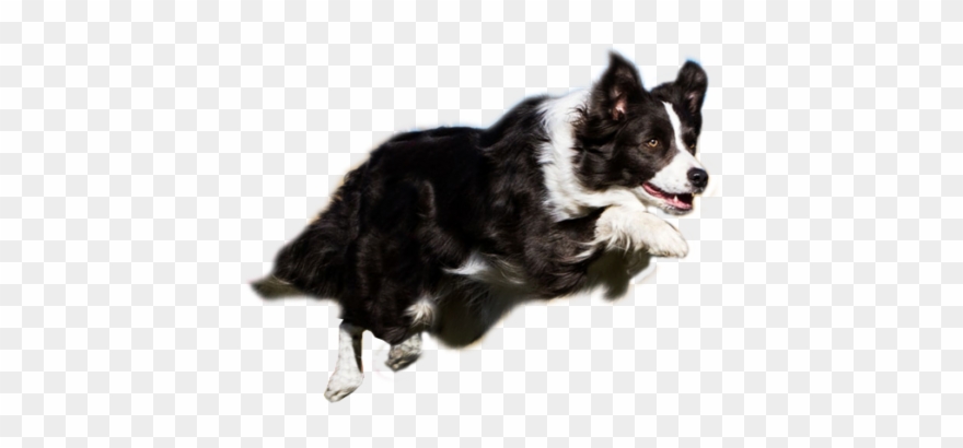 Agility Resources Thats My Super Dog Png Library Stock - Border Collie Agility Png Clipart