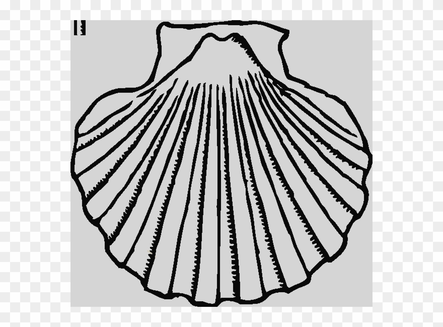 Dibujo Concha De Bautismo Clipart