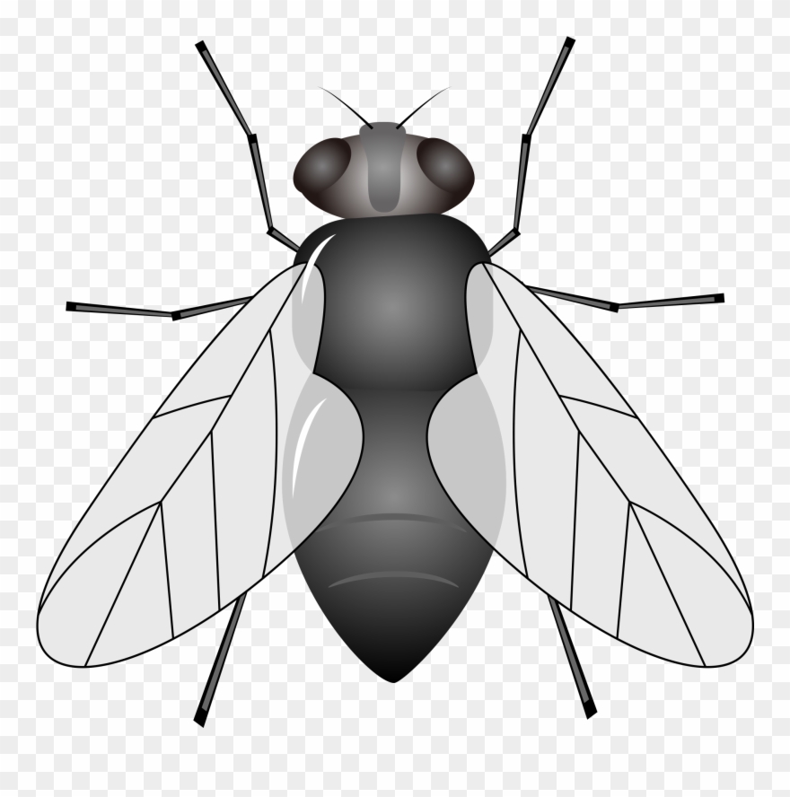 Insecto Mosca De Los Animales Clipart - Moscas Dibujo Png Transparent Png