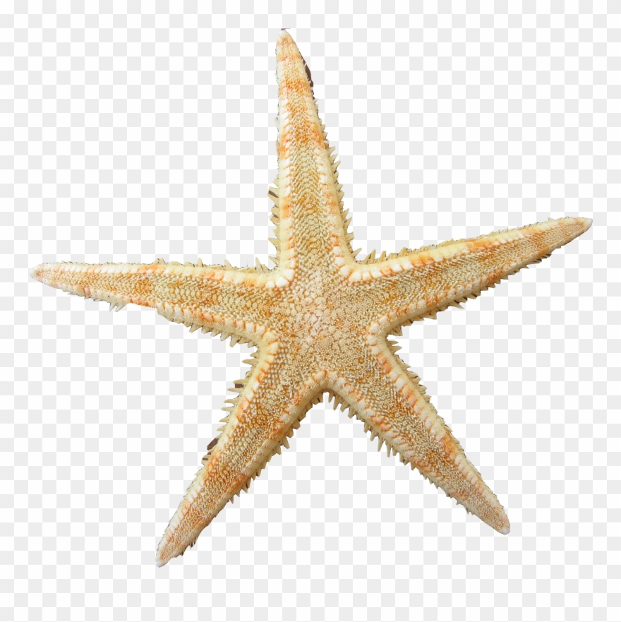 Yellow Clipart Sea Star - Starfish - Png Download