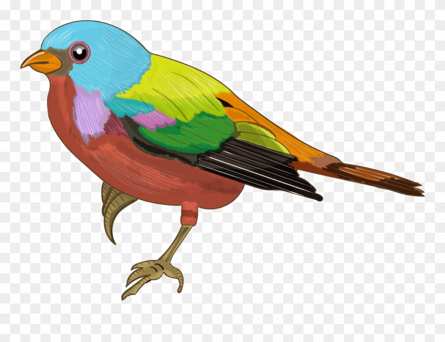 Colourful Sparrow Images - Color Dibujo De Pajaro Clipart