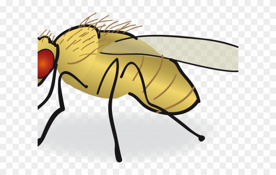 Fly Clipart Drosophila Melanogaster - Png Download