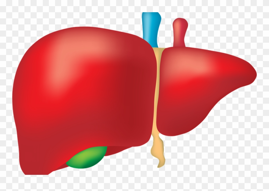 Liver Png Clipart