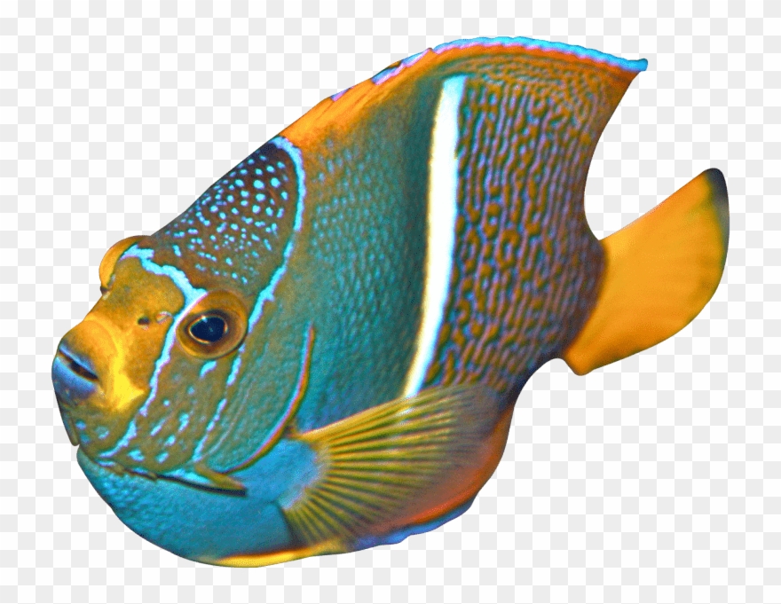 Free Png Download Angelfish Png Images Background Png - Transparent Angelfish Clipart