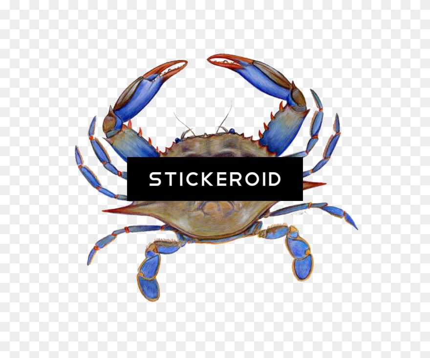 Crab Hd Animals - Dungeness Crab Clipart