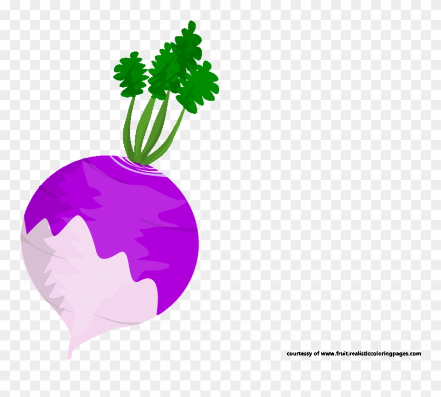 Beetroot Clipart Beetroot Coloring Pages - Illustration - Png Download