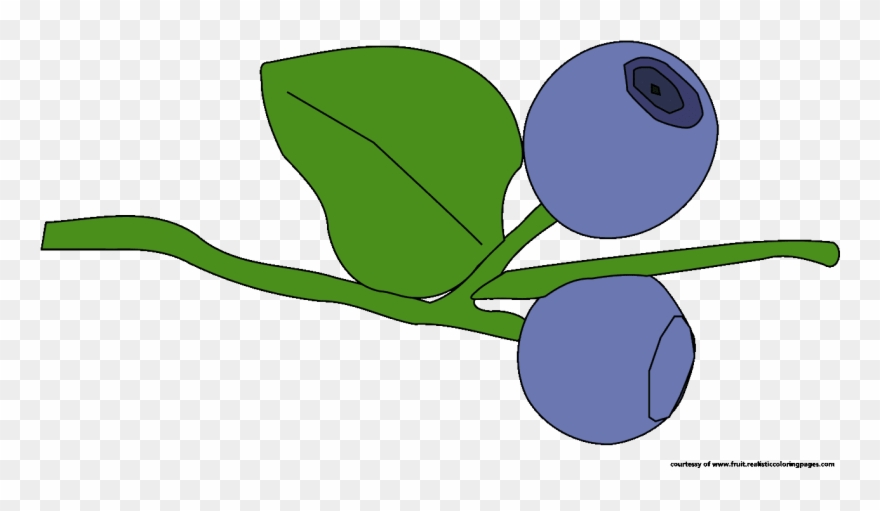 Blueberry Graphic Illustration Blueberry Illustrations Clipart