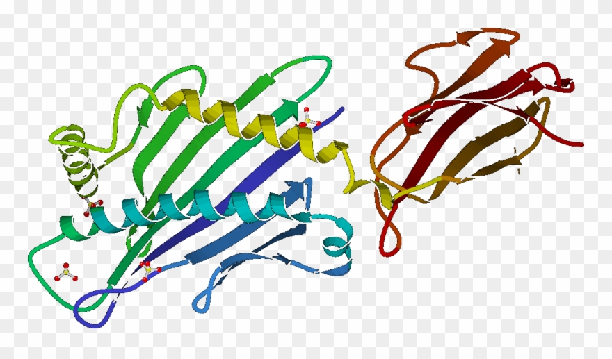 Micb - Major Histocompatibility Complex Clipart