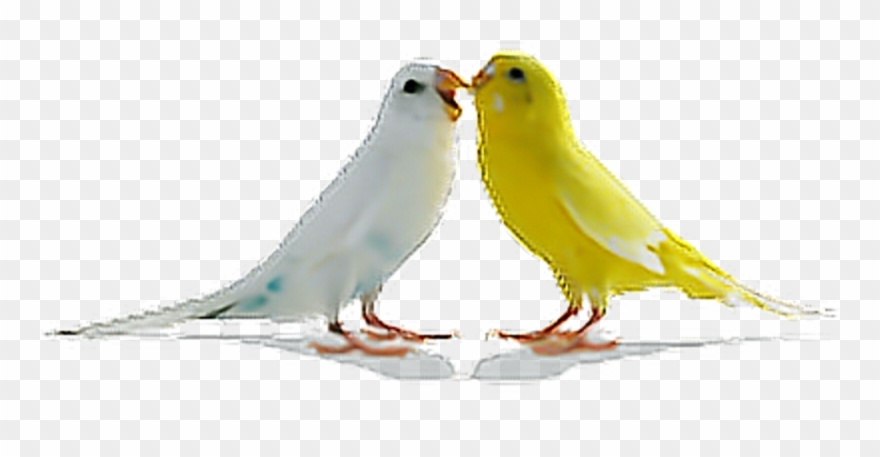 Free Png Download Love Birds Png Images Background - Love Birds Png Clipart
